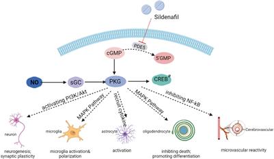 The Role of Sildenafil in Treating Brain Injuries in Adults and Neonates
